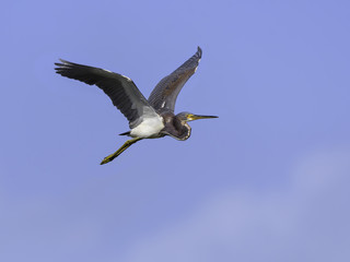 Tricolored Heron in Flight on Blue Sky