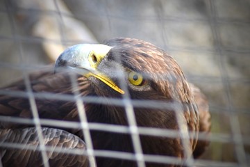 Close up face of Falcon