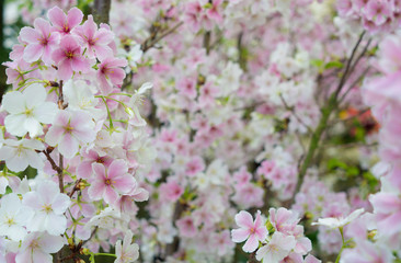 Naklejka premium 満開の桜の花
