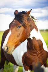 Obraz na płótnie Canvas brown & white horse headshot