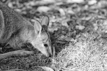 natuarl park close up of  the kangaroo near    bush
