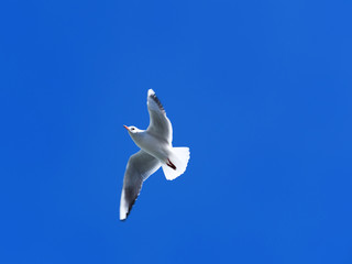 青空とカモメ