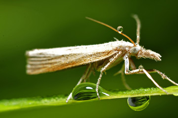 Moths with dew on the grass