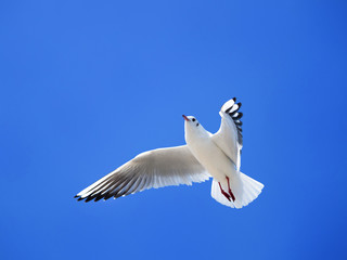 青空とカモメ