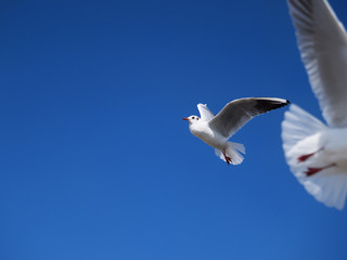 青空とカモメ