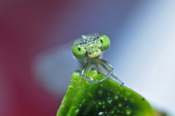 The macro features of dragonflies