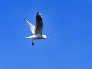 青空とカモメ