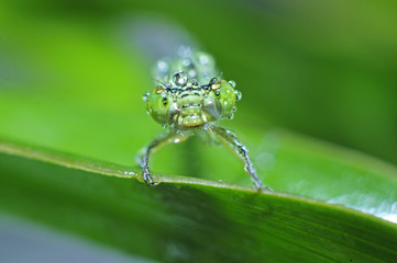 The macro features of dragonflies
