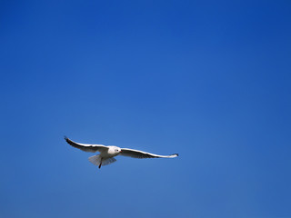 青空とカモメ