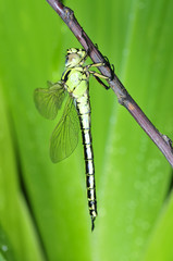 A dragonfly on the green plants
