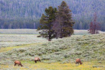 Elk in Yellowstone