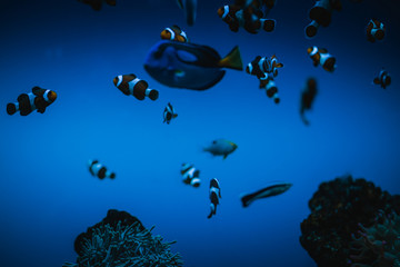Fototapeta na wymiar Clownfishes and fish-surgeons floating in aquarium