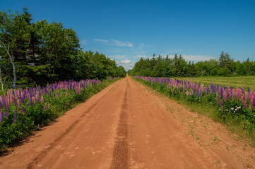Fototapeta na wymiar On a dirt road surrounded with beautiful flowers, Prince Edward Island Canada