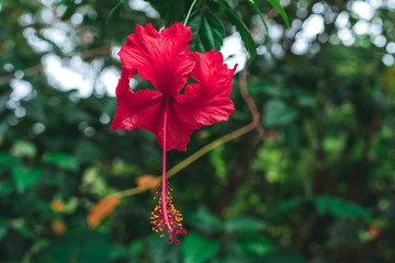 Close up of hibiscus flower in the jungle. Bali island.