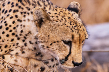 Cheetah Ponders Her Next Move