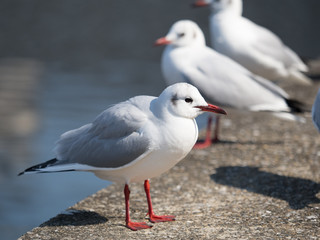 Obraz premium カモメ