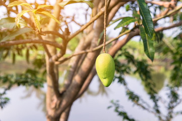 Mango on the tree,Fresh fruits hanging from branches,Bunch of green and ripe mango