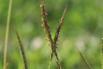 Close up grass flowers on green background