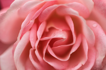 Obraz premium 薔薇の花