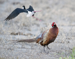 Rooster Pheasant and Black Necked Stilt fighting