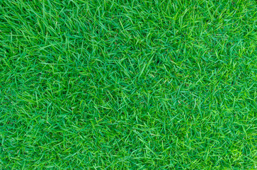 Green grass background