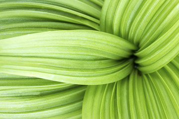 Green leaf texture, nice green leaf background