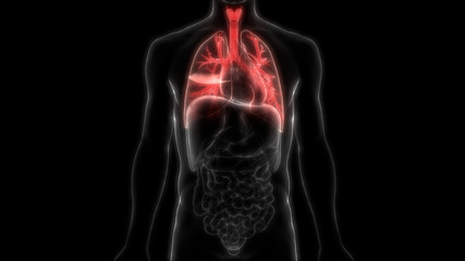 Fototapeta na wymiar Human Respiratory System (Lungs Inside) Anatomy