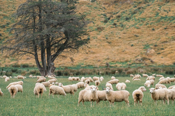 Flock of sheeps grazing in green farm in New Zealand, Green color tone effected.