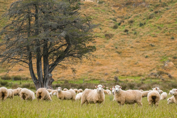 Obraz na płótnie Canvas Flock of sheeps grazing in green farm in New Zealand