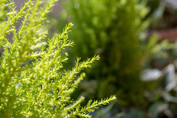 Green bushes grow in early spring sunlight