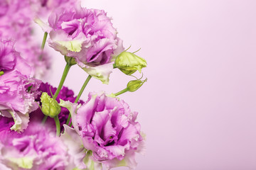 Pink blooming eustima flowers on pink background with copy space for text and congratulations. Bright fresh flowers.