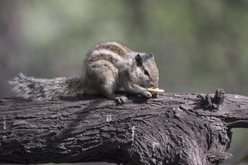 Indian palm squirrel that sits on a tree trunk and eats on a sunny winter day