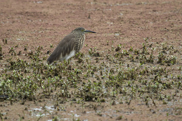 Indian pond heron in a winter dress that sits in the shallow water of a small pond in the national park of Bharatpur