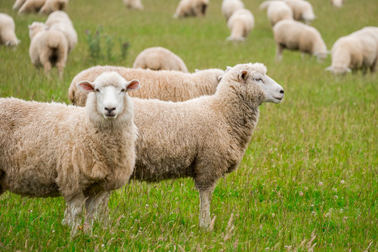 Flock of sheeps grazing in green farm in New Zealand