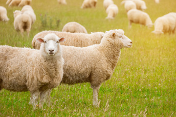 Flock of sheeps grazing in green farm in New Zealand with warm sunlight effect.