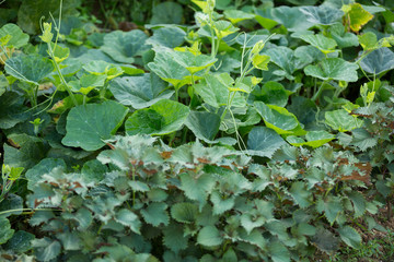 Green vegetable plants in growth at garden