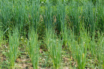 Obraz premium Green vegetable plants in growth at garden
