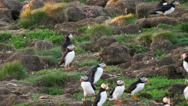 Beautiful flock of puffins on a tiny island to nest
