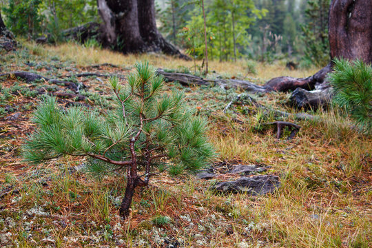 Lonely young pine tree in a summer forest