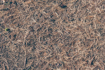 Dry fir needles as a carpet. Background for text