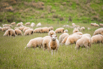 Flock of sheeps grazing in green farm in New Zealand