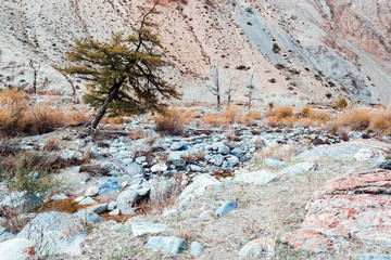 Lonely larch tree on the background of the colorful hills.