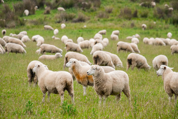 Fototapeta premium Flock of sheeps grazing in green farm in New Zealand