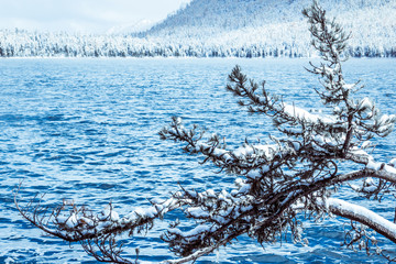 Tree branches with snow on the background of the blue lake