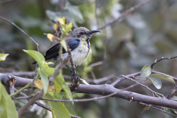 male in a non-brooding nectarian dress that sits on a tree branch on a winter's day