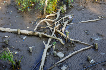 水辺の枯れ木枯れ枝