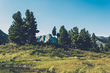 Pine trees with mountains in the background. Travel through the national Park in the mountains.