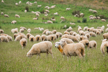 Flock of sheeps grazing in green farm in New Zealand