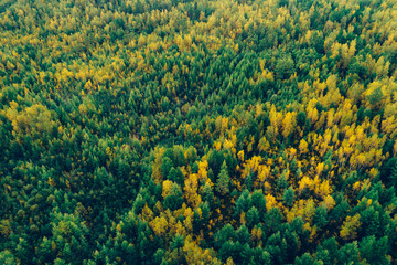 Fototapeta na wymiar aerial shot of autumn forest landscape