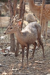 Deers,  they live at a zoo in Thailand  Asia,  for the research and the reproduction.